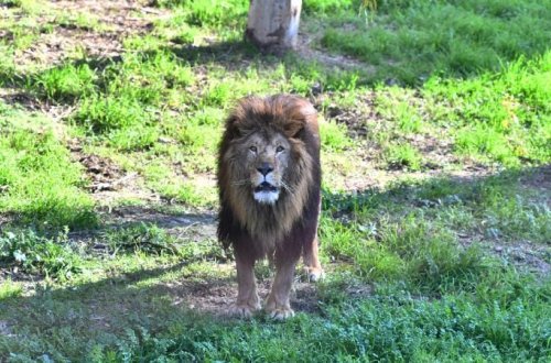 Yaponiya zooparkında üç şir anomal istilər səbəbindən tələf olub