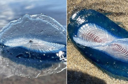 İngiltərə sahilində sirli mənzərə: Velella velella canlısı üzə çıxıb 