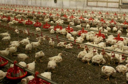 Quş qripi yayılır: Avstraliya ev quşlarını qapalı şəraitə keçirir