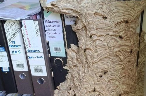 Ofisə eşşəkarıları doluşdu