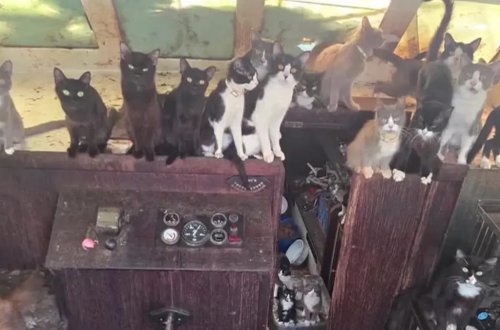 ABŞ-ın Vaşinqton ştatında baxımsız qalmış qayıqdan 50-dən çox pişik xilas edilib
