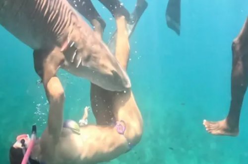 Köpəkbalığı fenomenin ayağını dişlədi - Hücum anı belə görüntüləndi - (Video)