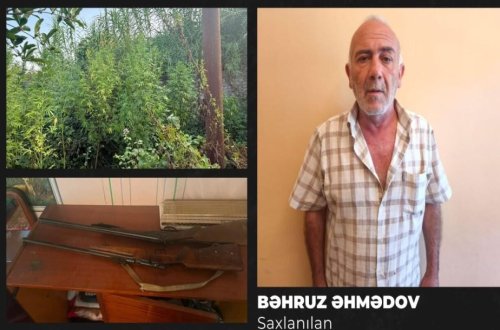 Göyçayda narkotik əməliyyatı: 51 bitki və 2 silah götürüldü