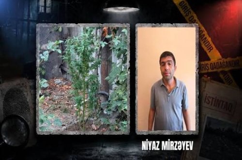 Göyçayda narkotik tərkibli bitkilər yetişdirən şəxs tutulub