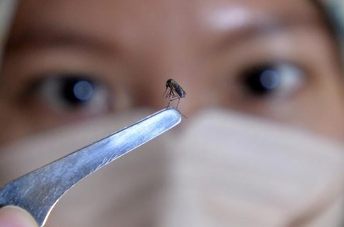 Milçək beyninin xəritəsi tərtib edildi: İnsan davranışı və xəstəliklərinin sirləri açıla bilər