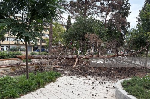 Gəncədə güclü külək irigövdəli ağacı aşırıb- FOTO