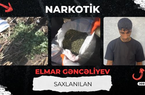 Qarğıdalı sahəsində narkotik əkdi - VİDEO