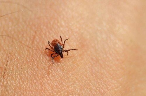 Çində yeni virus xəbərdarlığı: Gənələr vasitəsilə ötürülür 