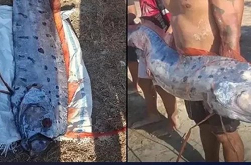 Qiyamət günü balığı sahilə çıxdı