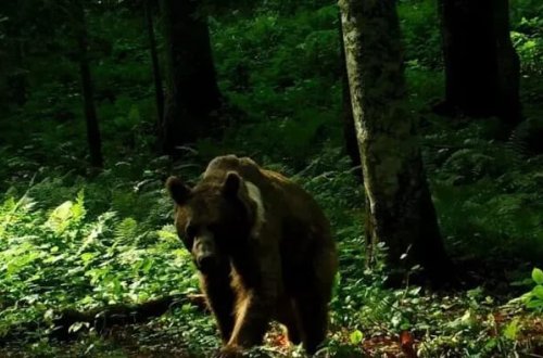 Yaponiyada ilk dəfə olaraq ayı vurularaq öldürüldü