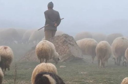 Ermənistan sərhədi keçən azərbaycanlı çobanı geri qaytaracaq