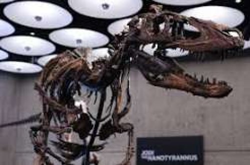 Nyu-Yorkda dinozavr skeleti fantastik qiymətə satıldı